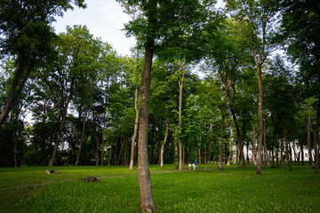 A serene park with lush greenery and people enjoying walking paths