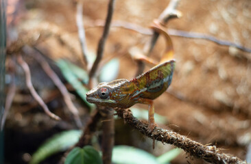 A beautiful chameleon on a tree branch. The chameleon is looking out for prey. 