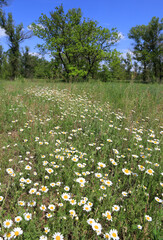 Wild chamomile in a field in a summer forest