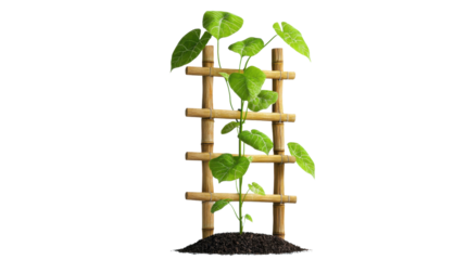 A simple modern wooden ladder like structure supports the growth of vibrant green plants creating a natural serene indoor or outdoor display