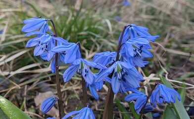Blue Scilla Flowers in Early Spring. A close-up image of vibrant blue Scilla (also known as...