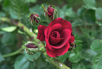 Burgundy rose flower and unopened buds close up