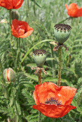 Red poppies flower and poppy heads