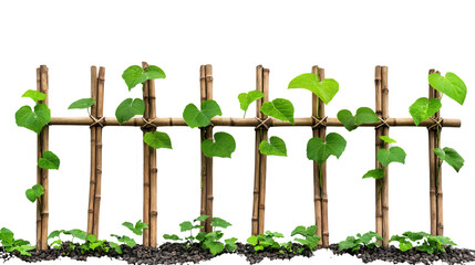 Obraz premium Lush green bamboo plants growing in a harmonious natural setting representing the beauty and potential of sustainable eco friendly solutions for a better future