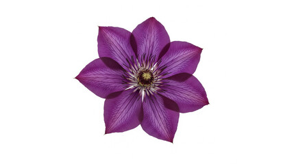 Single Purple Clematis Top View