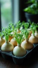Bulbs with green shoots in a box on the windowsill. Suitable for articles about gardening, growing plants and ecology.