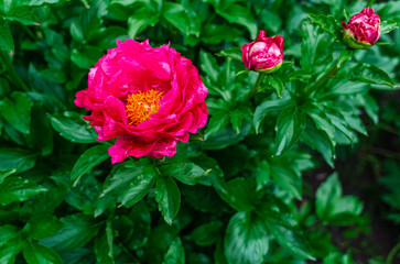 Bright rich pink peony flowers with yellow fluffy center. Fowers and buds on stem of green bush after rain. Hybrid varieties.