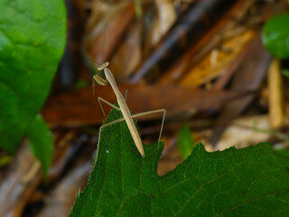 小さなハンター ― 幼いカマキリの冒険｜Tiny Hunter — A Young Mantis on an Adventure