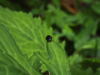 見つめるテントウムシ(ナミテントウ) ｜Staring Ladybug — A Tiny Life with Two Stars

