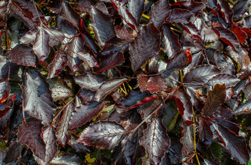 Abstract texture of red leaves after rain. Raindrops on red leaf. Idea for landscape design. Rainy content. Rainy background.