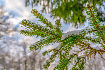 A spruce branch covered with white snow.