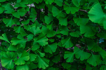 Bright branches of ginkgo biloba with fresh light green leaves. Medicinal plant. Tea for depression...