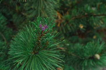 Macro of small cones on pine branches. Fragrant green fresh pine shoots on blur background. Design trends, eco-aesthetics of coniferous trees.