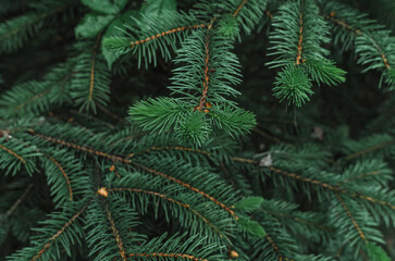 Branches of green spruce needles. Rich colors of coniferous tree. Coniferous texture, Christmas background.
