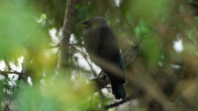 Observing a bird in its natural habitat in Dvorac Dundjerski, Serbia during a quiet afternoon