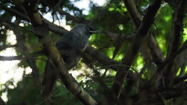 Dvorac Dundjerski in Serbia showcases a bird perched on a tree branch surrounded by vibrant greenery