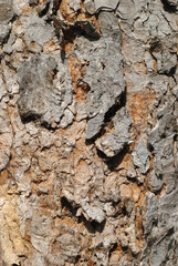 Close Up of Rough Bark on Trunk of Old Tree 