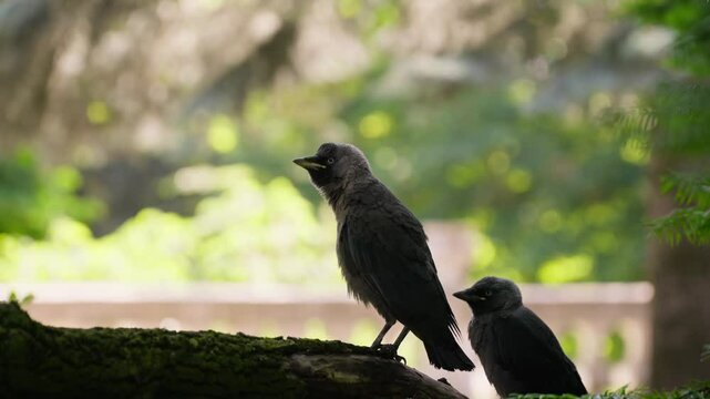 Dvorac Dundjerski showcases local bird species amidst serene greenery