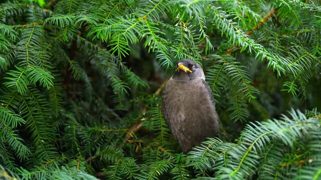 Explore the vibrant life of a starling in Dvorac Dundjerski, Serbia amidst lush greenery