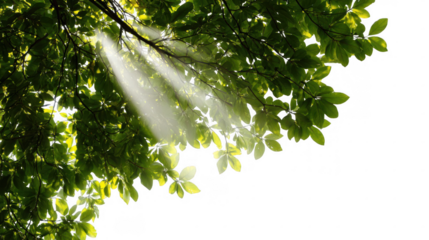 Sunbeams are streaming through the fresh green leaves of a tree creating a beautiful, ethereal atmosphere with transparent background, perfect for overlaying on other images