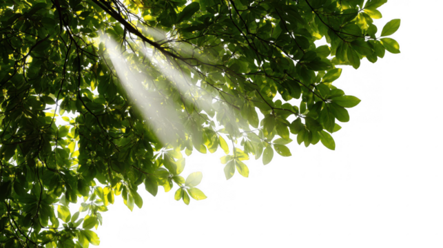 Sunbeams are streaming through the fresh green leaves of a tree creating a beautiful, ethereal atmosphere with transparent background, perfect for overlaying on other images