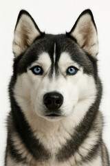Fototapeta premium Siberian Husky Portrait with Piercing Blue Eyes on a Clean White Background
