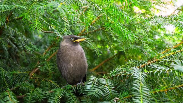 Bird perched among lush green foliage in Dvorac Dundjerski, Serbia showcasing local wildlife