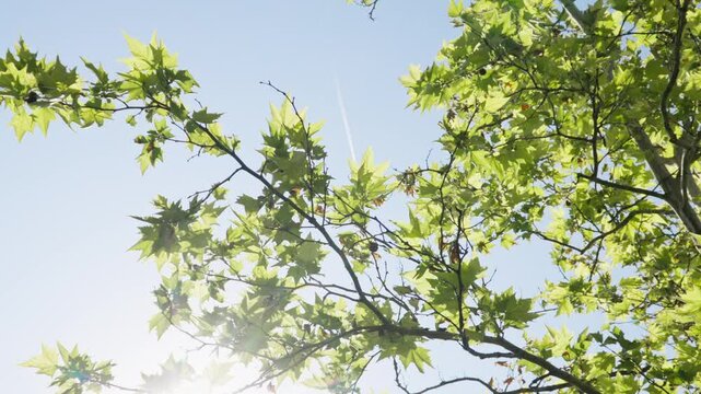 Enjoying the sunny day under the vibrant greenery in Dvorac Dundjerski, Serbia