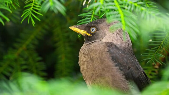 Dvorac Dundjerski birdwatching experience captures stunning local wildlife in Serbia's lush greenery