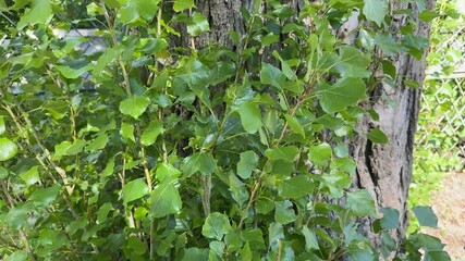 Trunk and young branches of old black poplar close-up