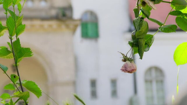 Exploring the beautiful gardens of Dvorac Dundjerski in Serbia surrounded by blooming flora