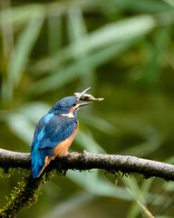 Kingfisher with Fish