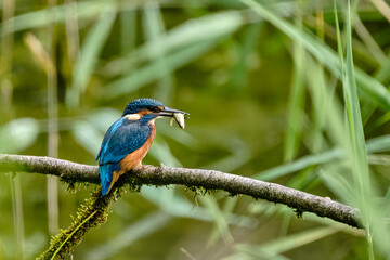 Kingfisher with Fish