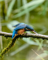 Kingfisher with Fish
