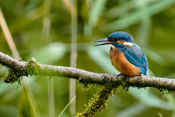 Juvenile Kingfisher