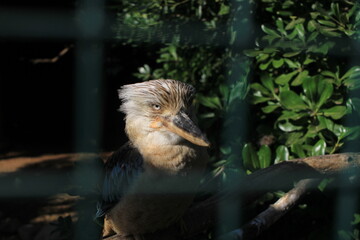 A falcon resting on a branch behind a cage, reflecting the tension between power and captivity.