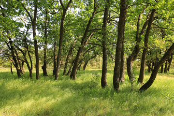 green oak grove in spring forest