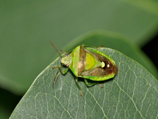 Shield bug Banasa insect on leaf nature in Pentatomidae family pest control.