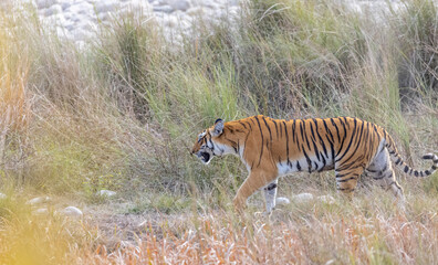 Female tigress (Panthera tigris) walking at jungle with natural green background of forest.