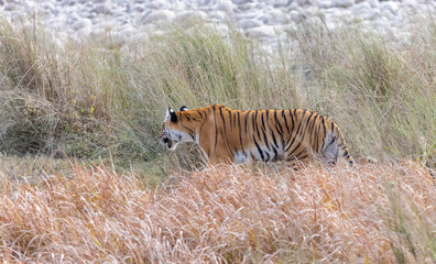Female tigress (Panthera tigris) walking at jungle with natural green background of forest.