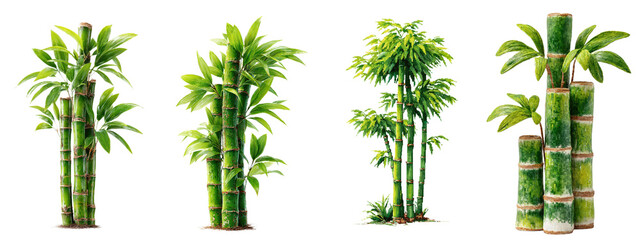 Vibrant Bamboo Forest Illustrations for Nature and Jungle Themes