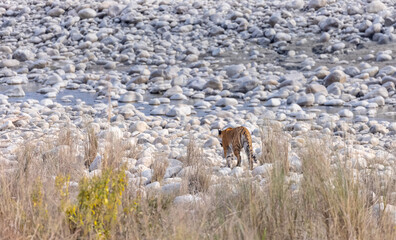 Female tigress (Panthera tigris) walking at jungle with natural green background of forest.