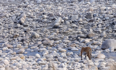 Female tigress (Panthera tigris) walking at jungle with natural green background of forest.