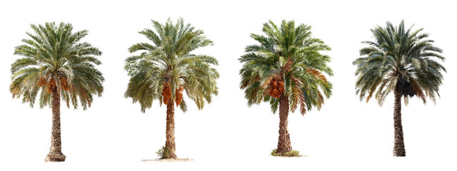 Diverse Collection of Palm Trees in Various Styles and Textures