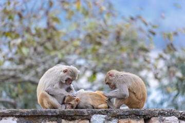 Rhesus macaque (Macaca mulatta) or Indian Monkey play full mode in the forest of corbett.