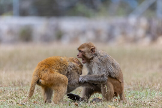 Fototapeta Rhesus macaque (Macaca mulatta) or Indian Monkey play full mode in the forest of corbett.