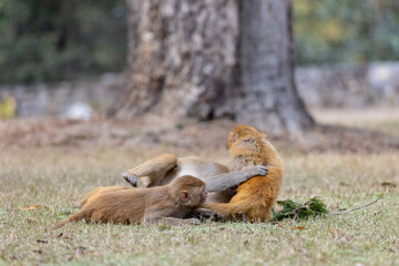 Rhesus macaque (Macaca mulatta) or Indian Monkey play full mode in the forest of corbett.
