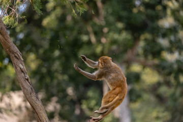 Rhesus macaque (Macaca mulatta) or Indian Monkey play full mode in the forest of corbett.
