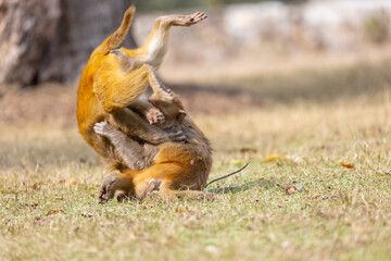 Rhesus macaque (Macaca mulatta) or Indian Monkey play full mode in the forest of corbett.