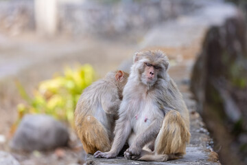 Rhesus macaque (Macaca mulatta) or Indian Monkey play full mode in the forest of corbett.